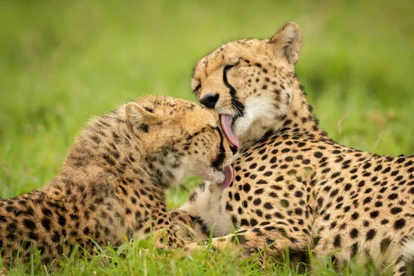 Gros Plan Guépard Petit Toilettant — Photo