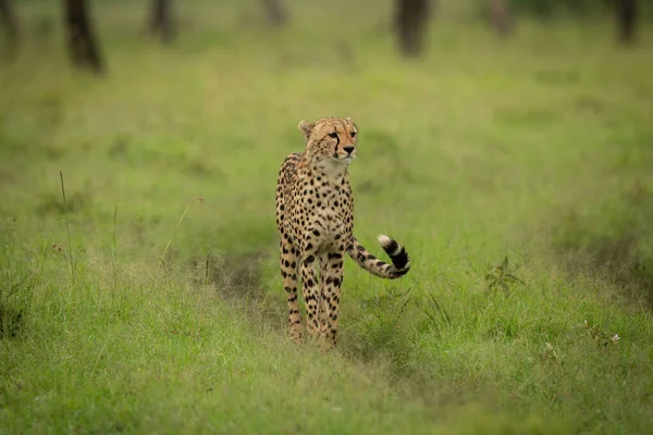 Cheetah Stands Path Long Grass — Stock Photo, Image