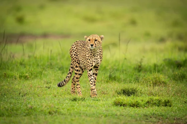 Cheetah Walks Short Grass Staring Ahead — Stock Photo, Image