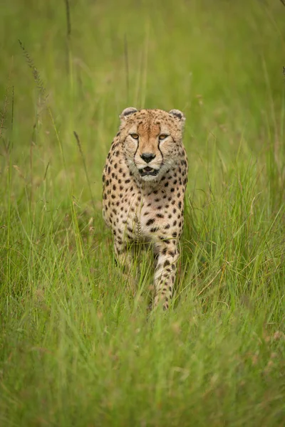 Çita Uzun Otların Arasından Kameraya Doğru Yürüyor — Stok fotoğraf