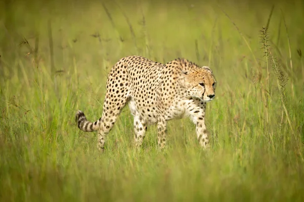 Cheetah Loopt Door Lang Gras Staart Vooruit — Stockfoto