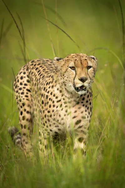 Cheetah Camina Por Hierba Rodeada Moscas —  Fotos de Stock
