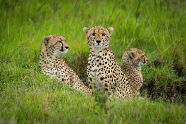 Cheetah Est Assis Regarder Caméra Avec Autres — Photo