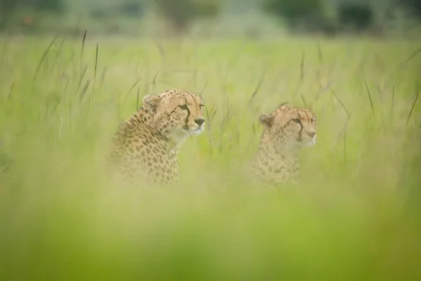 Cheetahs Zitten Wazig Gras Zoek Naar Rechts — Stockfoto