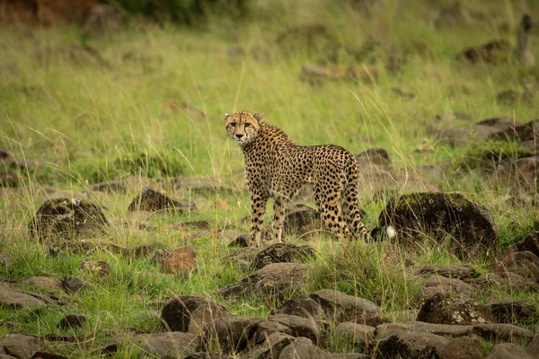 Cheetah Står Sten Strimmiga Gräs Tittar Runt — Stockfoto