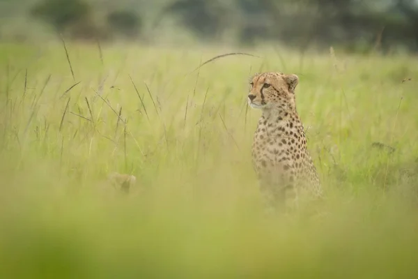 Gepard Siedzi Rozmazanej Trawie Patrząc Lewo — Zdjęcie stockowe