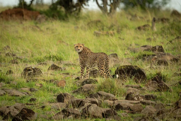 Cheetah Stands Rock Strewn Grass Looking Back — Stock Photo, Image