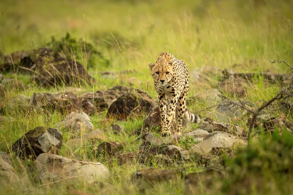 Cheetah Está Parado Hierba Esparcida Por Roca Mirando Hacia Adelante — Foto de Stock