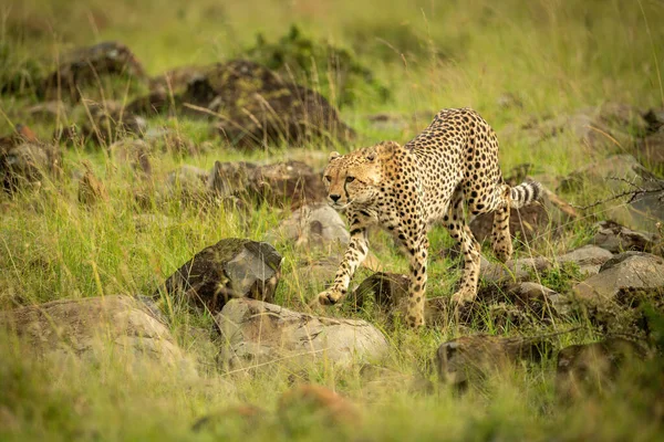 Cheetah Går Över Berg Strewn Gräs Lyft Tass — Stockfoto