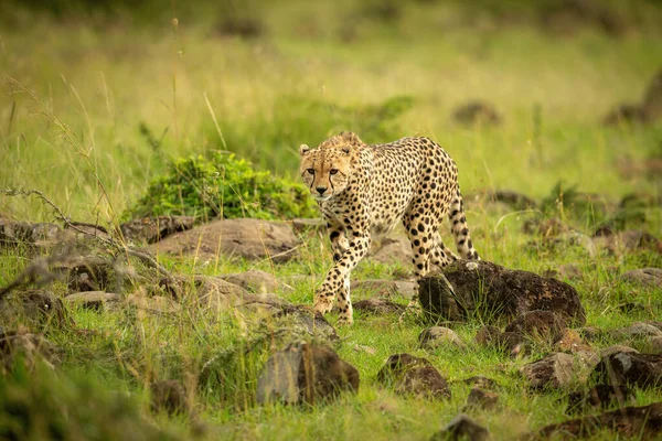 Cheetah Camina Través Hierba Esparcida Por Roca Levantando Pata —  Fotos de Stock