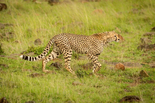 Cheetah Camina Sobre Hierba Esparcida Por Roca Levantando Pata —  Fotos de Stock