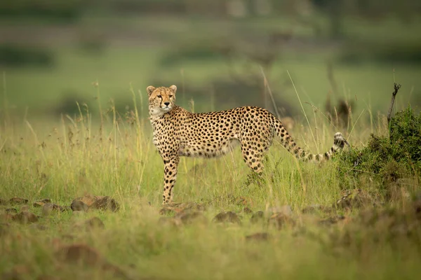 Cheetah Stands Turning Head Rock Strewn Grass — Stock Photo, Image