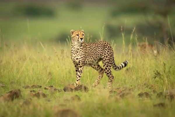 Cheetah Walks Camera Rock Strewn Grass — Stock Photo, Image