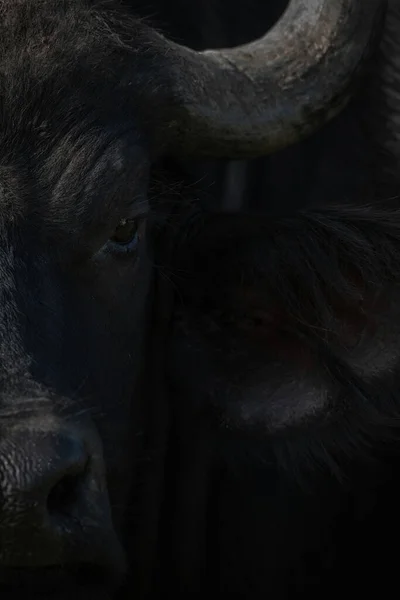 影の中の水牛の頭のクローズアップ — ストック写真