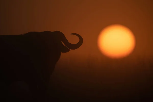 Güneş Doğarken Cape Buffalo Siluetinin Yakın Çekimi — Stok fotoğraf