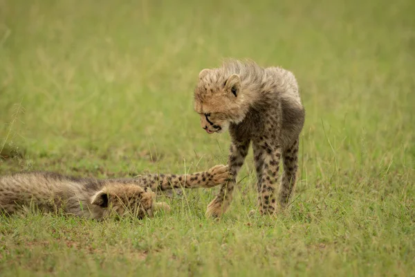 Close Cheetah Cub Lying Pawing Another — Stock Photo, Image