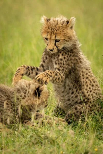 Close Cheetah Cubs Playing Grass — Stock Photo, Image