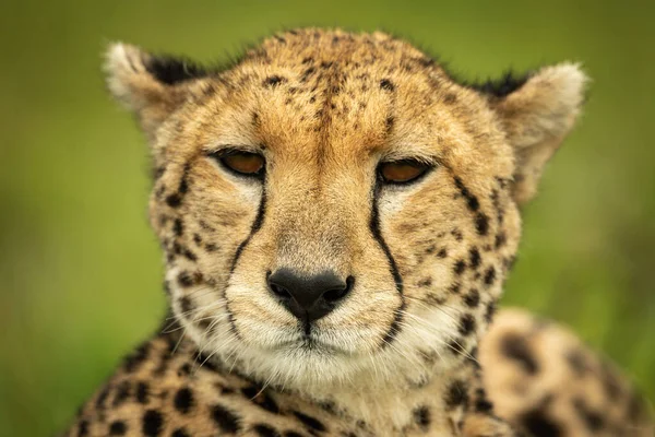 Yeşil Arka Planı Olan Çita Kafanın Yakın Çekimi — Stok fotoğraf