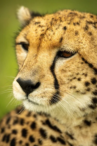 Close Cheetah Facing Left — Stock Photo, Image