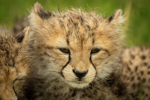 Gros Plan Petit Guépard Couché Avec Sœur — Photo