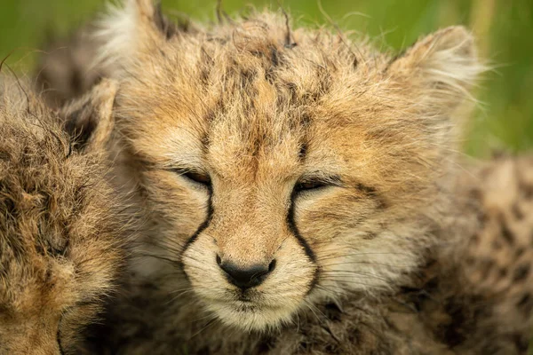 Gros Plan Petit Guépard Couché Côté Frère Une Sœur — Photo