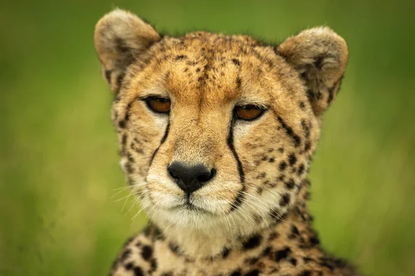Närbild Gepard Ansikte Med Gräsbevuxen Bakgrund — Stockfoto