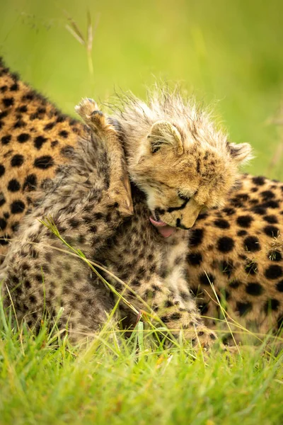 Gros Plan Petit Guépard Assis Léchant Poitrine — Photo