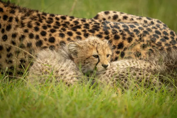 Annesiyle Yatan Çita Yavrusunun Yakın Çekimi — Stok fotoğraf