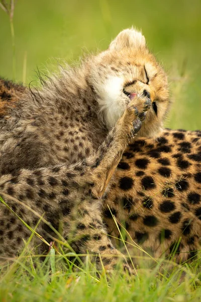 Close Cheetah Cub Sitting Licking Paw — Stock Photo, Image