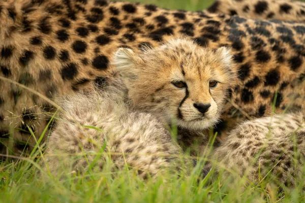 Close Cheetah Cub Lying Mother — Stock Photo, Image