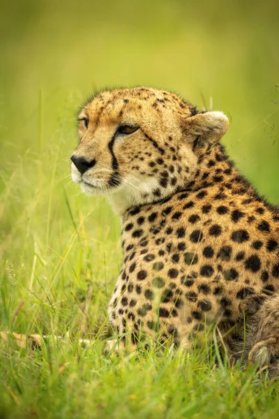 Gros Plan Guépard Couché Sur Herbe — Photo