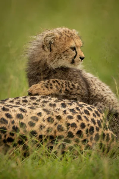 Nahaufnahme Von Gepardenjungtier Das Über Mutter Liegt — Stockfoto