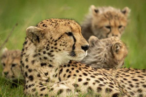 Gros Plan Guépard Des Petits Couchés Ensemble — Photo