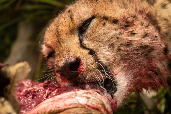 ใกล ยงของ Cheetah Gnawing ซากเร อรบ — ภาพถ่ายสต็อก