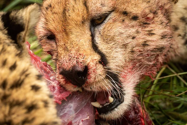 ใกล ยงของ Cheetah Gnawing บนซากเน — ภาพถ่ายสต็อก