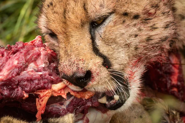 ใกล ยงของ Cheetah Gnawing บนซาก — ภาพถ่ายสต็อก