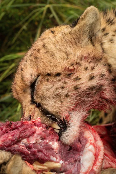 Närbild Gepard Som Livnär Sig Blodiga Kadaver — Stockfoto