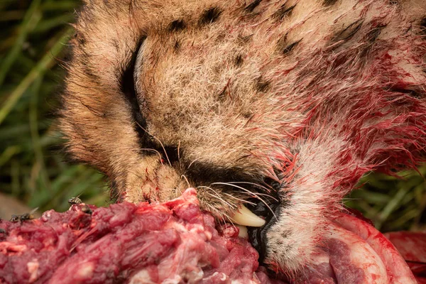Close Cheetah Gnawing Bloody Carcase — Stock Photo, Image