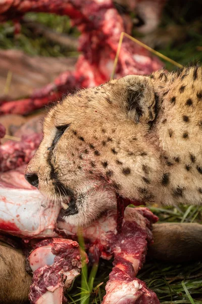 Close Cheetah Head Bloody Carcase — Stock Photo, Image