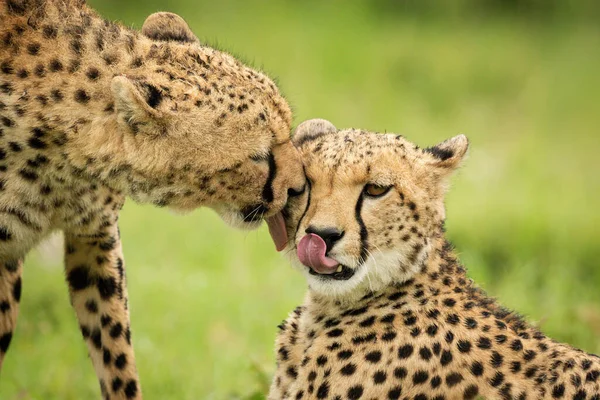 Close Cheetah Bending Lick Another — Stok Foto