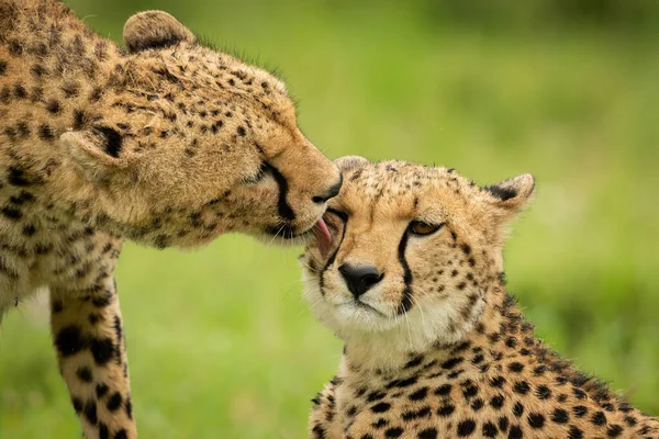 Close Cheetah Menjilati Satu Berbaring — Stok Foto