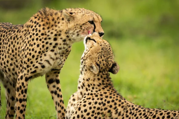 Close Cheetah Menjilati Satu Berdiri — Stok Foto