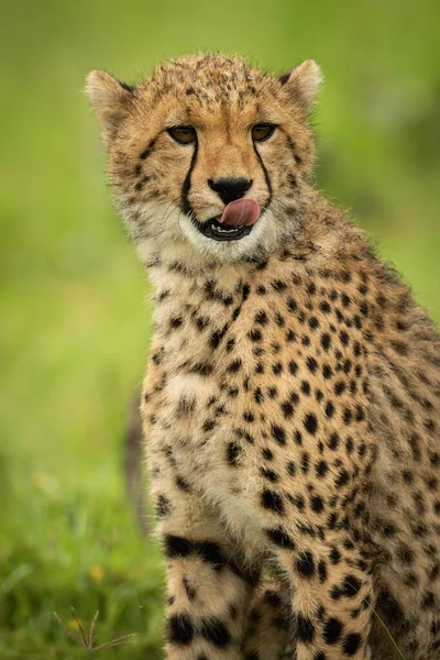 Gros Plan Petit Guépard Assis Léchant Les Lèvres — Photo