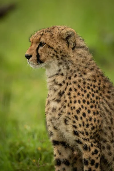 Gros Plan Petit Guépard Assis Pointant Gauche — Photo