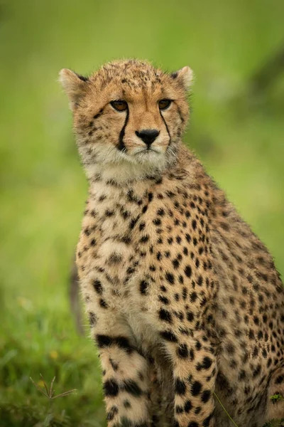 Close Cheetah Cub Sitting Turning Head — Stock Photo, Image