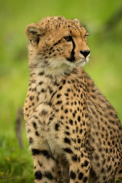 Gros Plan Petit Guépard Assis Regardant Droite — Photo