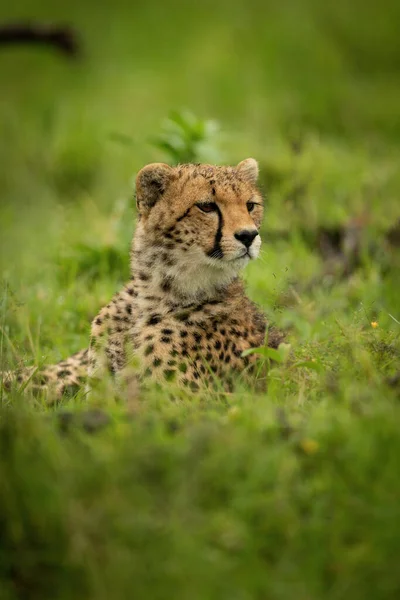 Gros Plan Petit Guépard Allongé Regardant Droite — Photo