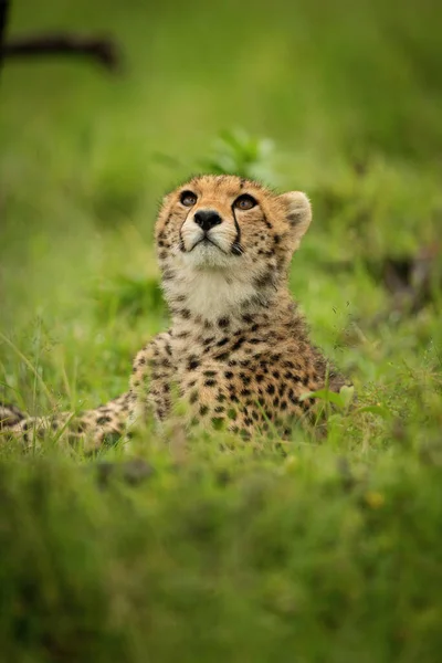 Gros Plan Petit Guépard Allongé Regardant Vers Haut — Photo