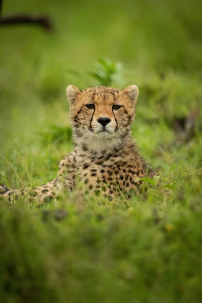 Close Cheetah Cub Lying Watching Camera — Stock Photo, Image