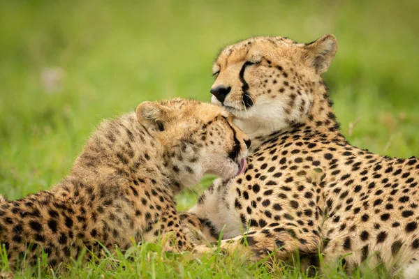 Close Dari Cheetah Cub Perawatan Ibunya — Stok Foto